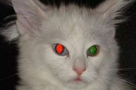 猫咪白色眼睛是疾病吗？如何判断猫眼颜色异常