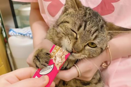 被猫咖的猫咬了，疫苗费和治疗费谁来赔？