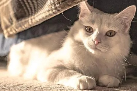 秋天是猫咪发情期吗？母猫公猫发情表现大揭秘