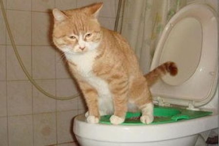宠物猫用什么猫砂比较好？教你挑选猫砂技巧
