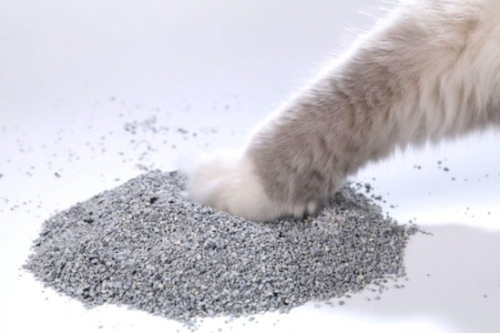膨润土猫砂好用吗？性价比高低？宠物专家来解答！