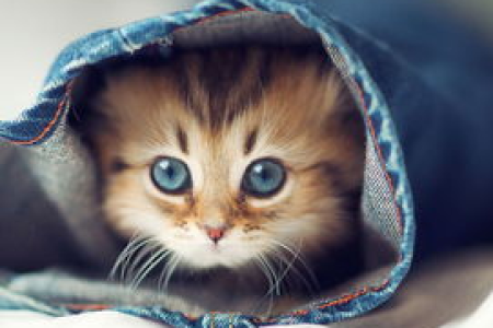 透明猫外出包适合所有猫咪吗？选购时需注意什么？