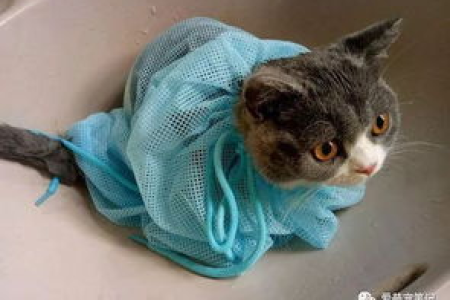 猫咪外出包值不值得买？实用性分析及推荐