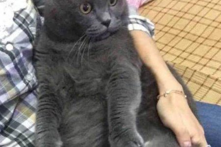 小猫出门后会不会自己回来？影响猫咪回家的关键因素是什么？