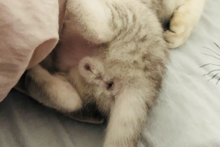 如何分辨一个月大的小猫是公是母？实用技巧分享