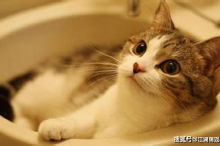 三个月小猫适合外出吗？如何确保猫咪外出安全？