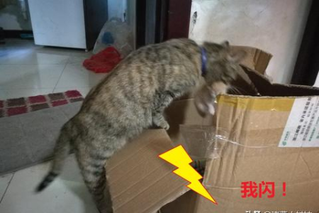 如何快速分辨三个月大的猫咪公母？新手必看