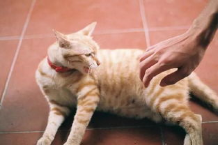 急！被猫隔着袜子抓了一下，伤口处理和狂犬病风险