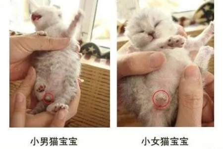 四个月大的猫咪公母怎么区分？新手也能轻松学会