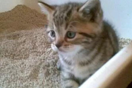 四个月的小猫为啥不会自己拉屎？原因及解决方法