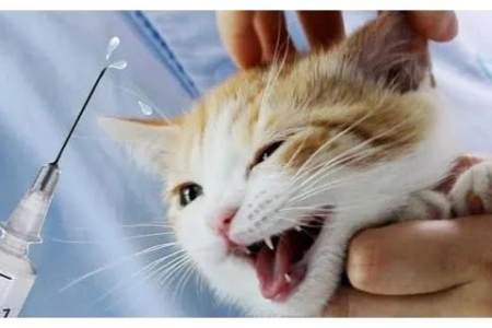 野猫咬伤没打疫苗怎么办？会得狂犬病吗？