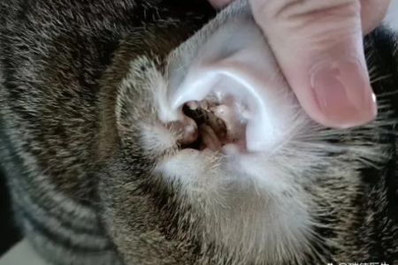 猫总是抓耳朵，是耳螨还是其他疾病？细致分析与护理