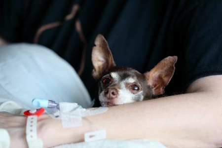 被流浪猫抓伤出血怎么办？狂犬病疫苗要赶紧打！