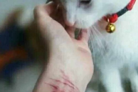 被猫抓伤或咬伤后，感染狂犬病的风险有多高？