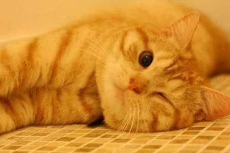 “星期猫”是什么意思？教你如何避免宠物猫夭折！