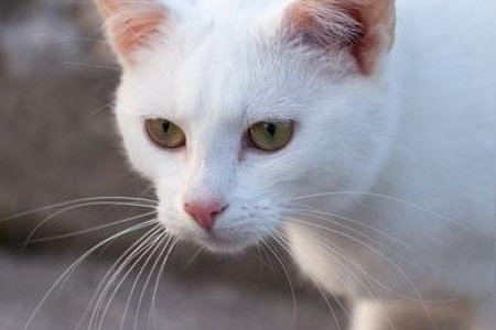 母猫和公猫多久才能互相接受？避免猫咪打架的相处方法