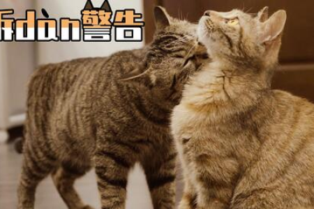 母猫将近2岁还没发情，这正常吗？