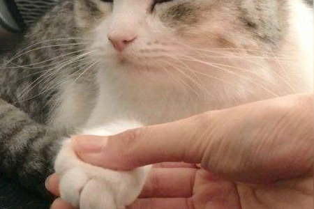 怎么撸猫让猫咪乖乖让你摸？猫咪撸猫喜好大揭秘