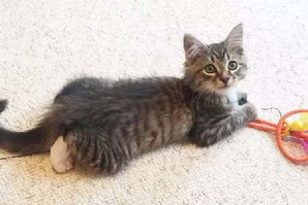 猞猁会认主人吗？和猫狗认主有何不同？