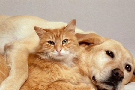 猫咪快死了眼睛会怎样？解读猫咪临终前的眼神变化和行为