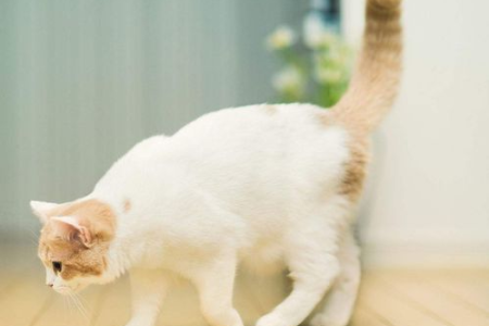 为什么我家的猫养了一年还怕人？原因及解决方法
