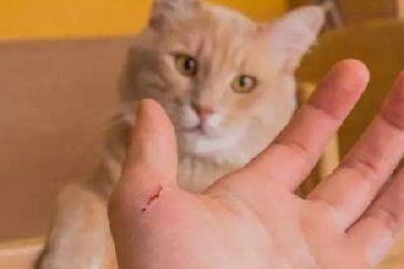 家猫抓伤出血，必须打针吗？如何处理伤口？