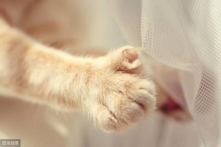 被猫抓伤感染狂犬病的概率有多大？该怎么办？