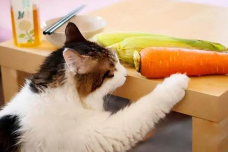 小猫能吃盐吗？正确引导猫咪健康饮食习惯