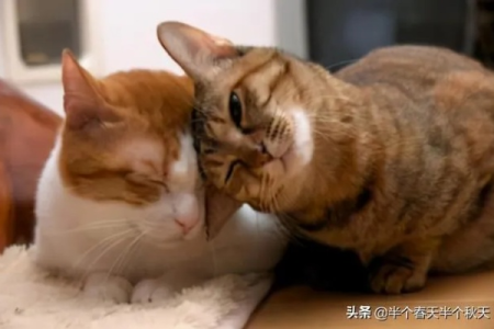 如何判断公猫是否发情？掌握猫咪发情前兆的技巧