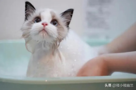 猫洗澡多长时间洗一次好？不同毛发猫咪洗浴频率？