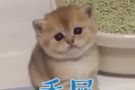 猫为什么会自己上厕所？猫咪如厕的秘密大揭秘！