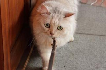 养猫需要遛猫吗？猫咪遛弯好处多，但风险也需知