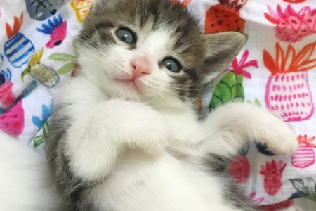 猫咪换牙需要注意哪些问题？别让这些问题困扰你家猫