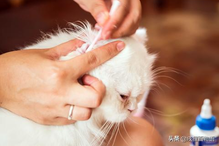 猫摇头晃脑是什么意思？猫咪频繁摇头是病还是玩耍？