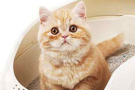 猫咪便秘能不能用开塞露？后果你了解吗？