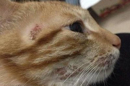 猫癣消毒大作战：彻底清除猫癣真菌，还你干净家园！