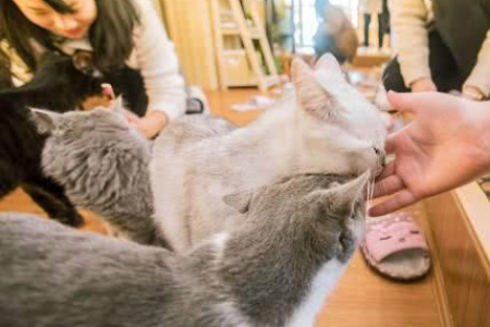 家里猫咪大牙尖儿断了，是拔牙还是观察？详解处理方法