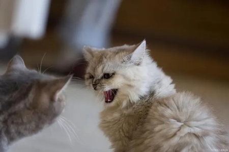 猫会杀主人吗？那些你可能忽略的猫的攻击信号