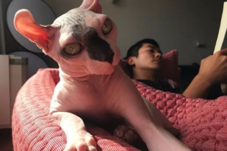 杜江家的猫是什么品种？明星同款无毛猫竟是它！