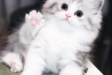 曼基康矮脚猫怎么看品相？选购纯种矮脚猫技巧