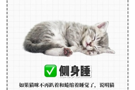 猫咪睡姿透露的秘密：从睡姿看透猫咪对你的信任度