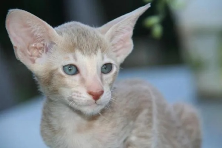 无尾猫为什么不能养？它们真的不适合当宠物吗？