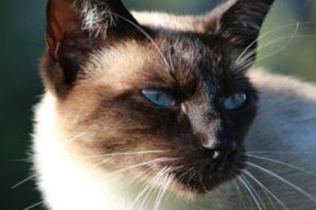 猫在家会觉得无聊吗？解决猫咪独处焦虑的实用指南