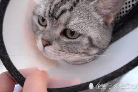 猫咪带耻辱圈怎么吃饭喝水？实用方法及注意事项