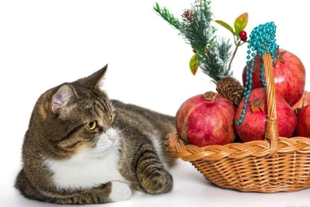 石榴美味，猫咪能分享吗？猫吃石榴安全吗？