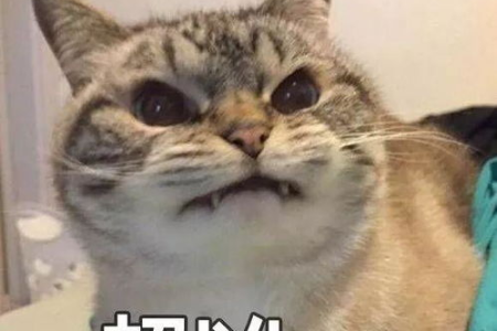 猫被抛弃会记仇吗？它真的会恨抛弃它的主人吗？