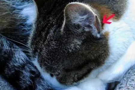 猫耳朵可以独立转动吗？探索猫咪听觉的奥秘