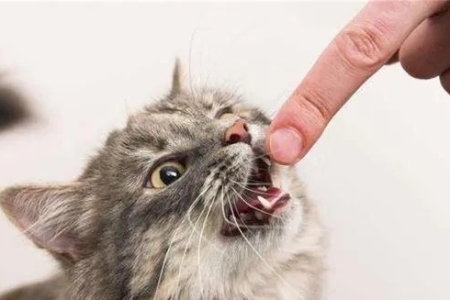 为什么猫会咬主人的手？解读猫咪咬人的多种信号