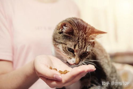 猫可以看到多少种颜色？和人类的视觉差异有多大？