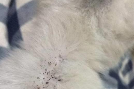 发现猫咪身上有跳蚤？教你如何快速消灭